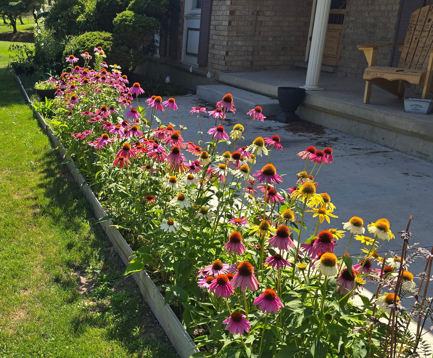 Coneflower Paradiso Tall Mix Seeds – Heirloom Bold Perennial Color