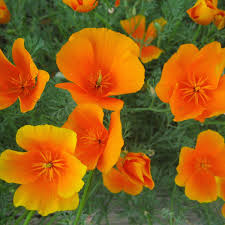 Poppy, CA Orange
