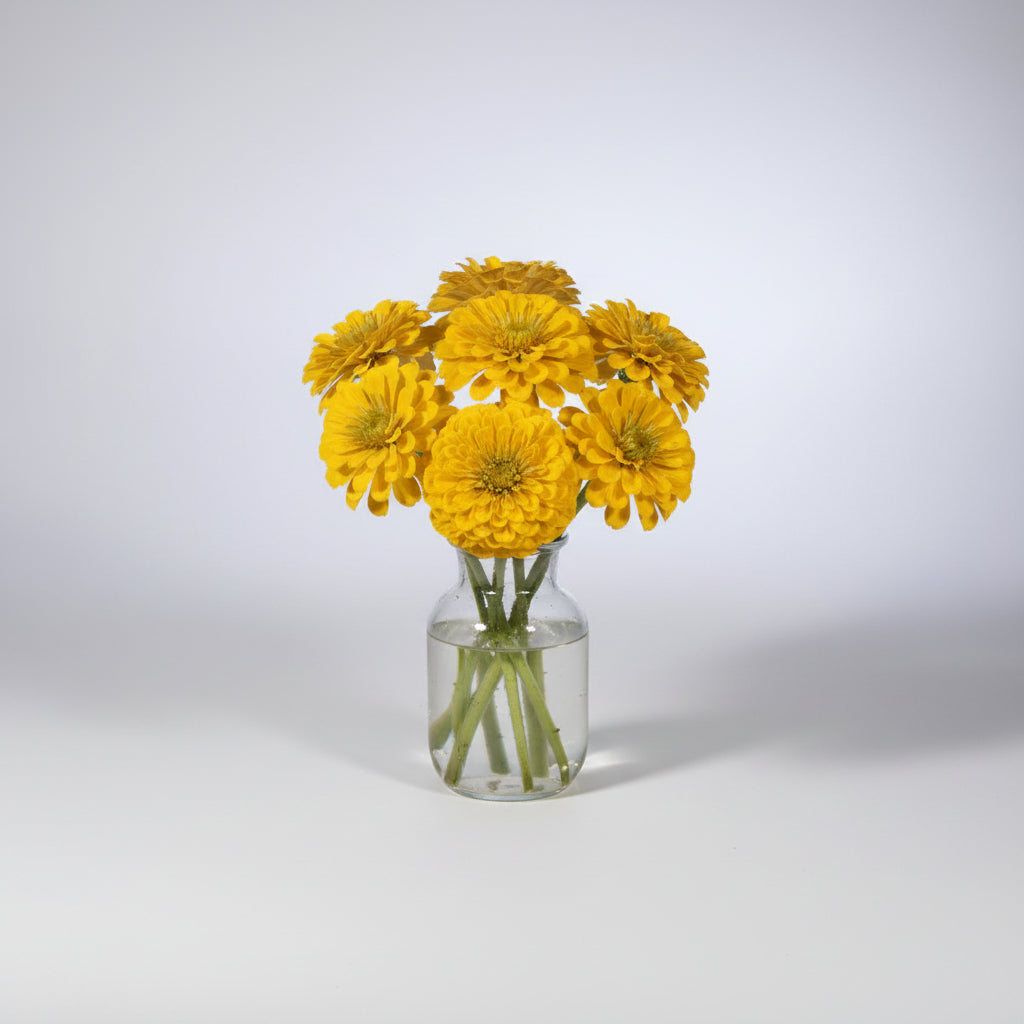 Zinnia Canary Bird Seeds – Heirloom Bright Yellow Favorite