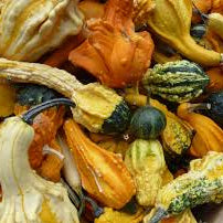 Gourd, Gremlins Mixed