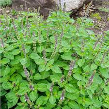 Indian Basil