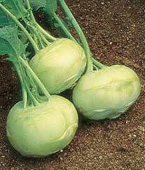 Kohlrabi, White Vienna