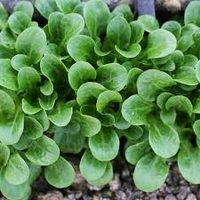 Lamb's Lettuce, Corn Salad