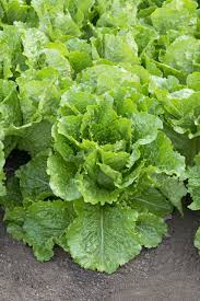 Lettuce, Crisp Mint