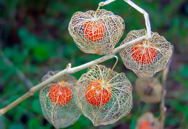 Chinese Lantern (Physalis)