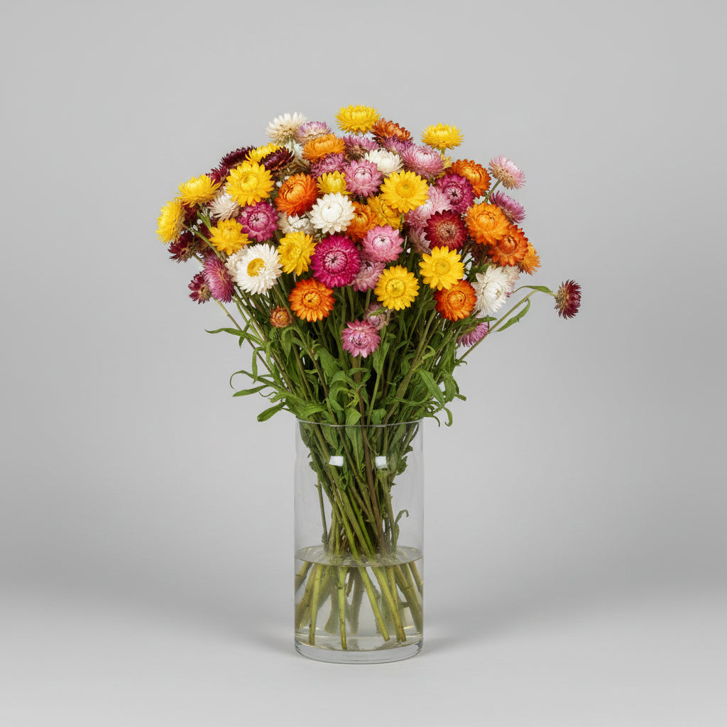 Strawflower King Size Formula Mix Seeds – Heirloom Helichrysum Favorite