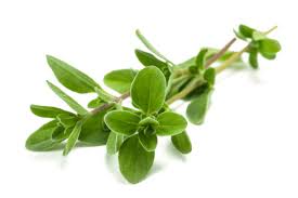 Sweet Marjoram