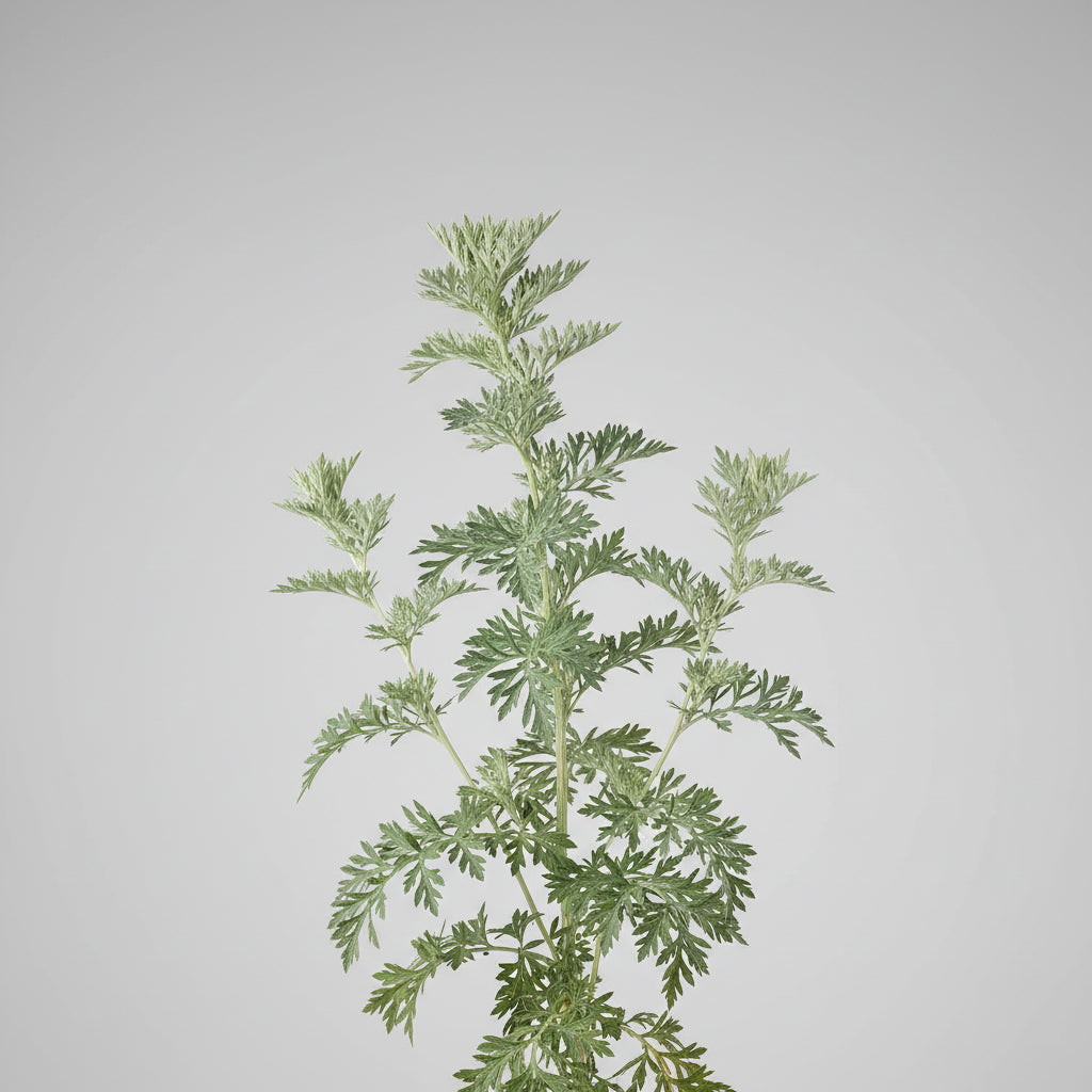 Wormwood Seeds – Heirloom Traditional Aromatic Herb