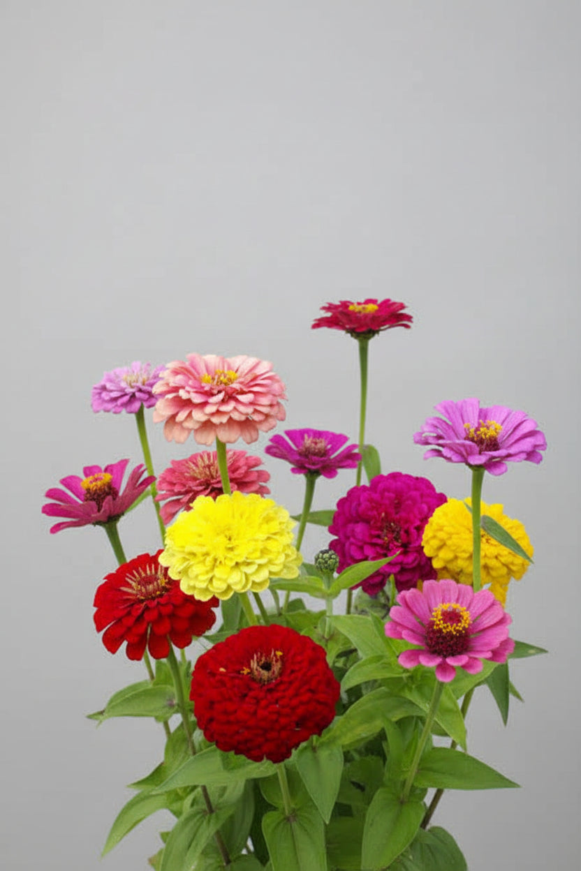 Zinnia elegans Mixture Seeds – Heirloom Colorful Garden Standard