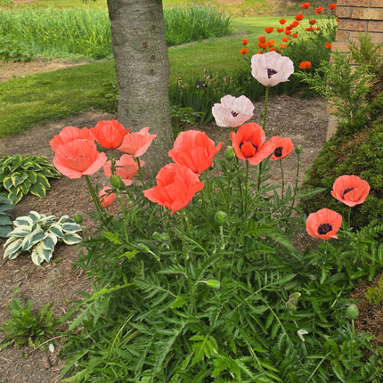 Poppy, la reine du drame