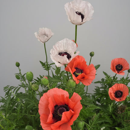 Poppy, la reine du drame