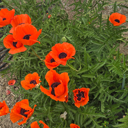 Poppy, la reine du drame
