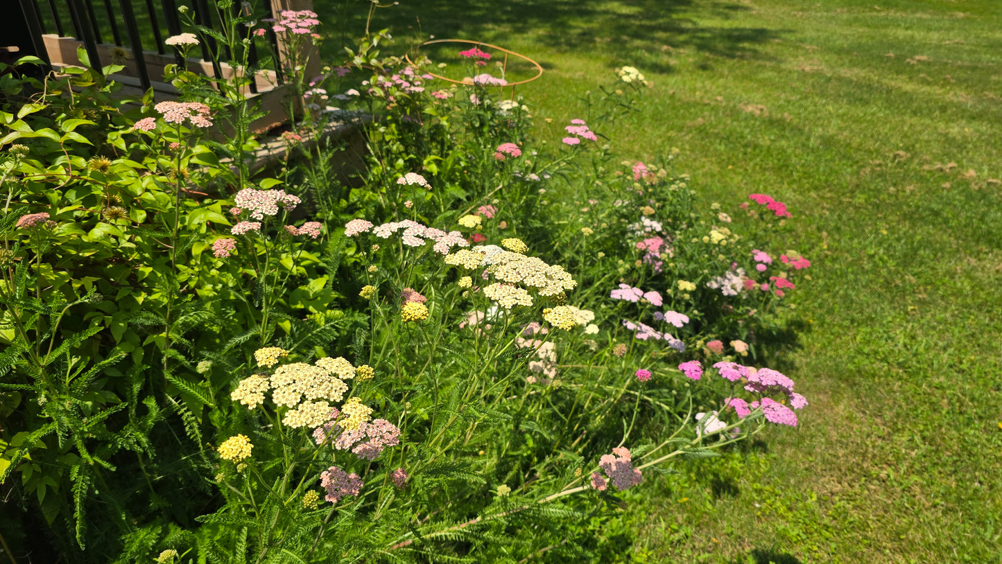 Yarrow Colorado Mixture Seeds – Heirloom Pastel & Jewel-Toned Perennial