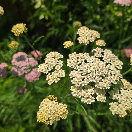 Achillée millefeuille blanche