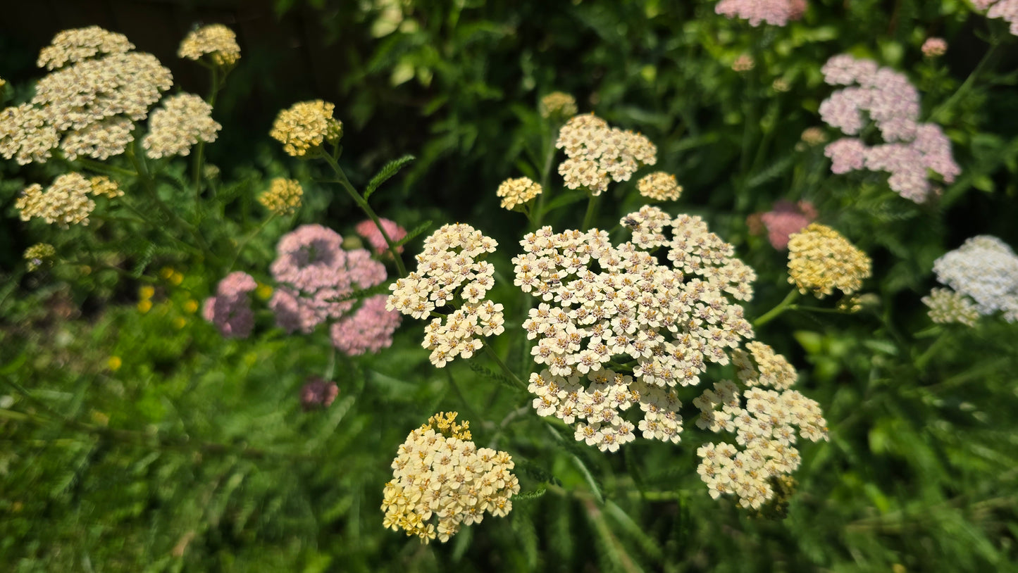 Yarrow Colorado Mixture Seeds – Heirloom Pastel & Jewel-Toned Perennial