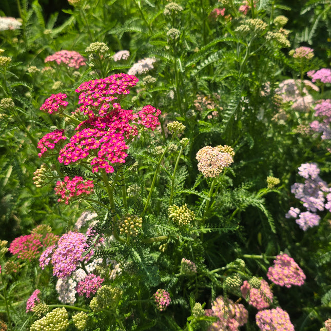 Yarrow Colorado Mixture Seeds – Heirloom Pastel & Jewel-Toned Perennial