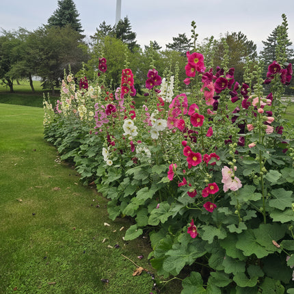 Hollyhock Ficifolia Seeds – Heirloom Fig-Leaved Perennial