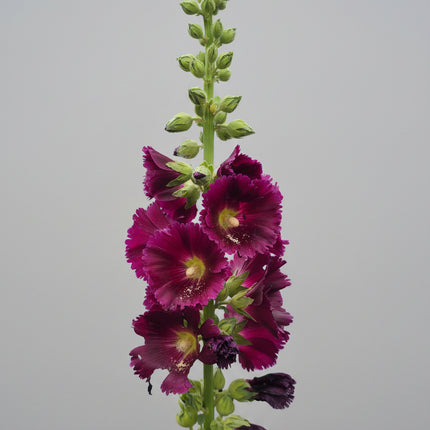 Hollyhock Ficifolia Seeds – Heirloom Fig-Leaved Perennial