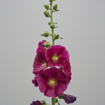 Hollyhock Ficifolia Seeds – Heirloom Fig-Leaved Perennial
