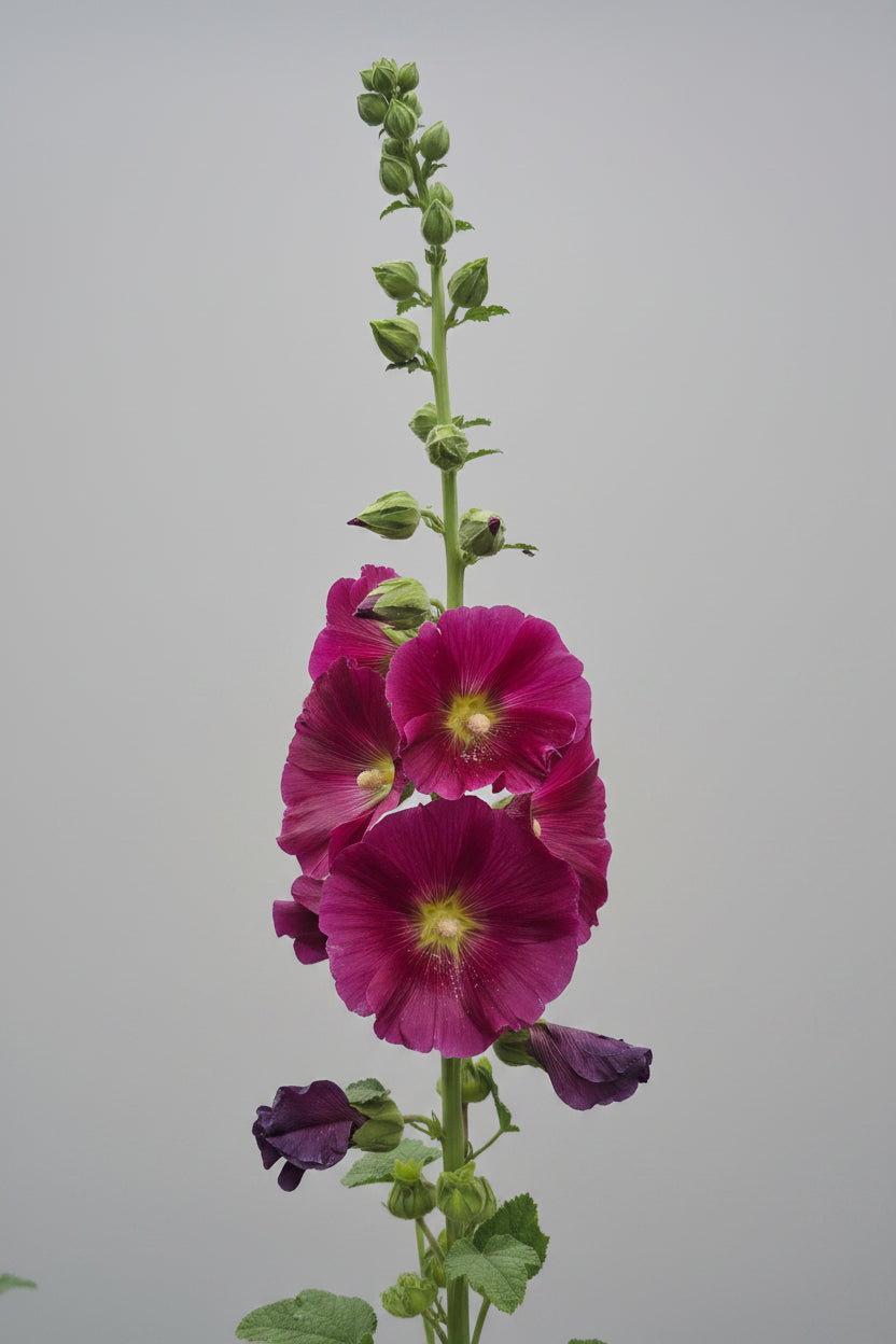 Hollyhock Ficifolia Seeds – Heirloom Fig-Leaved Perennial