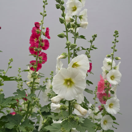 Hollyhock Ficifolia Seeds – Heirloom Fig-Leaved Perennial