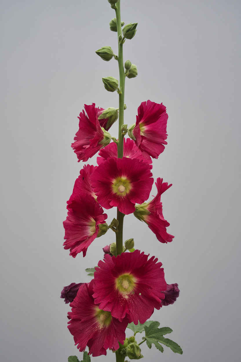 Hollyhock Ficifolia Seeds – Heirloom Fig-Leaved Perennial