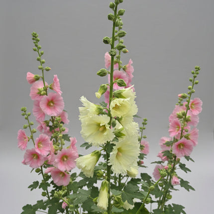 Hollyhock Ficifolia Seeds – Heirloom Fig-Leaved Perennial