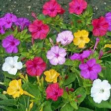 Always Grand Flowers