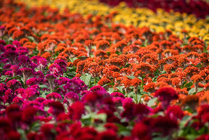 Celosia ACT Series Seeds – Professional Crested Cockscomb Cut Flower Standard