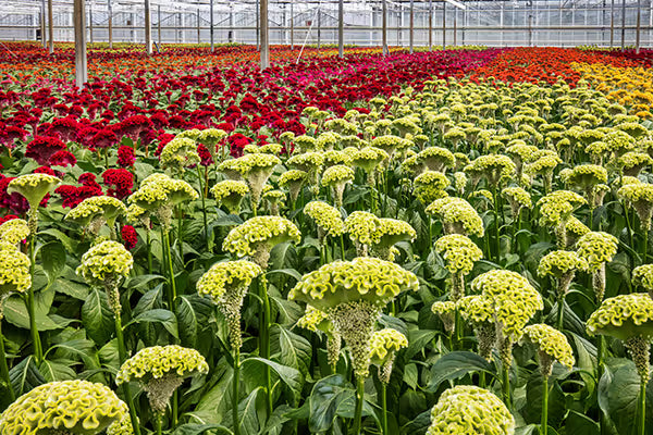 Celosia ACTS Series Seeds – Professional Crested Cockscomb Cut Flower Standard