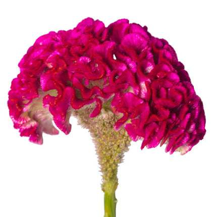 Celosia Bar Bora Purple Seeds – Professional Crested Cockscomb Cut Flower Standard
