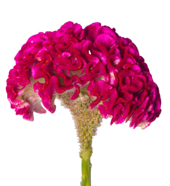 Celosia Bar Bora Purple Seeds – Professional Crested Cockscomb Cut Flower Standard