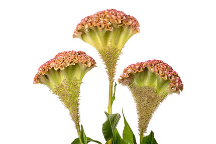 Zinnia, mélange de State Fair
