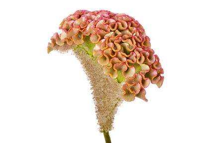 Zinnia, mélange de State Fair