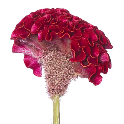 Celosia ACT Series Seeds – Professional Crested Cockscomb Cut Flower Standard