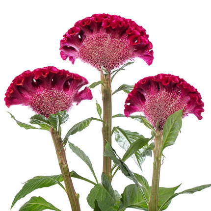 Celosia ACT Series Seeds – Professional Crested Cockscomb Cut Flower Standard