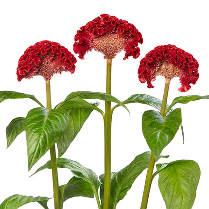 Celosia ACT Series Seeds – Professional Crested Cockscomb Cut Flower Standard
