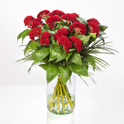 Celosia ACT Series Seeds – Professional Crested Cockscomb Cut Flower Standard