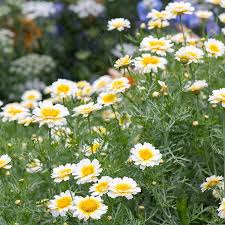 Crown Daisy, Garland