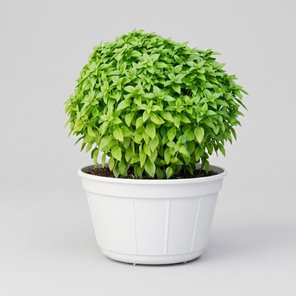 Basil Spicy Globe Seeds – Heirloom Compact Spicy Culinary Classic