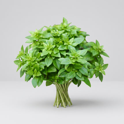 Basil Spicy Globe Seeds – Heirloom Compact Spicy Culinary Classic