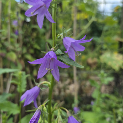 Campanula, Creeping Seeds – Heirloom Perennial Groundcover Classic