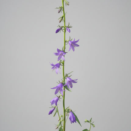 Campanula, Creeping Seeds – Heirloom Perennial Groundcover Classic