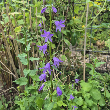 Campanula, Creeping Seeds – Heirloom Perennial Groundcover Classic