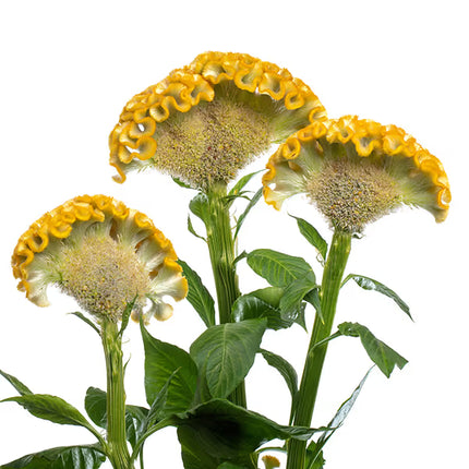 Celosia ACT Series Seeds – Professional Crested Cockscomb Cut Flower Standard