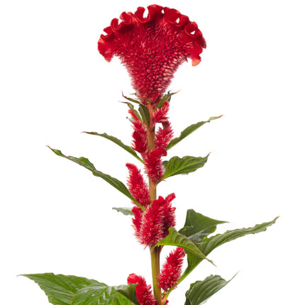 Celosia Jack Series Seeds– Professional Feathered Flame Cut Flower Standard