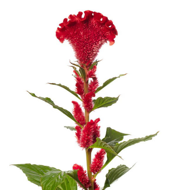Celosia Jack Series Seeds– Professional Feathered Flame Cut Flower Standard