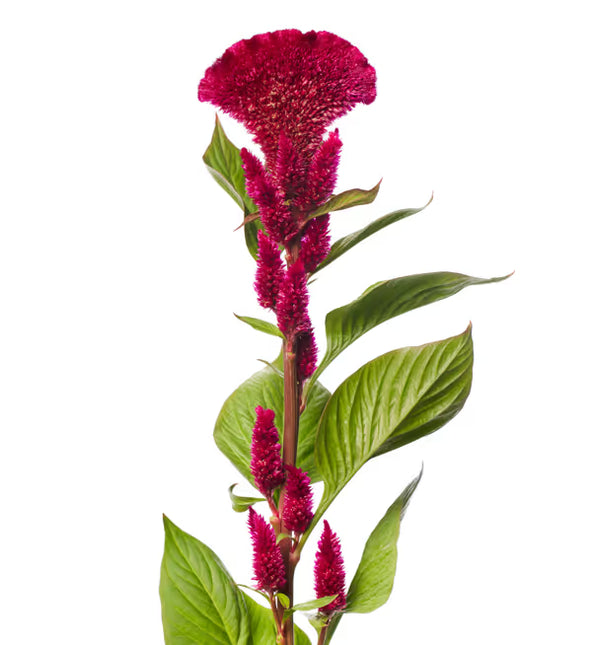Celosia Jack Series Seeds– Professional Feathered Flame Cut Flower Standard