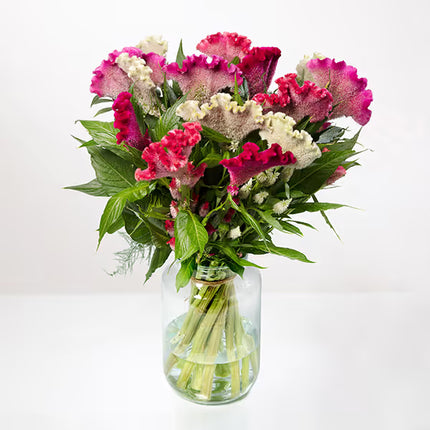 Celosia Martine Series Seeds – Professional Cockscomb Cut Flower Standard