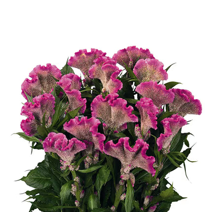 Celosia Martine Series Seeds – Professional Cockscomb Cut Flower Standard